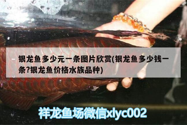 銀龍魚(yú)多少元一條圖片欣賞(銀龍魚(yú)多少錢(qián)一條?銀龍魚(yú)價(jià)格水族品種)