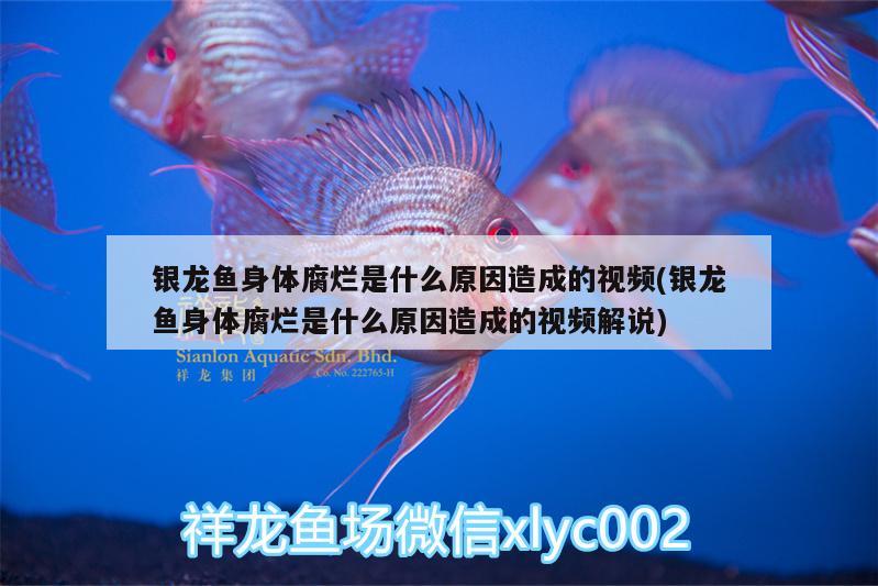 銀龍魚身體腐爛是什么原因造成的視頻(銀龍魚身體腐爛是什么原因造成的視頻解說) 銀龍魚