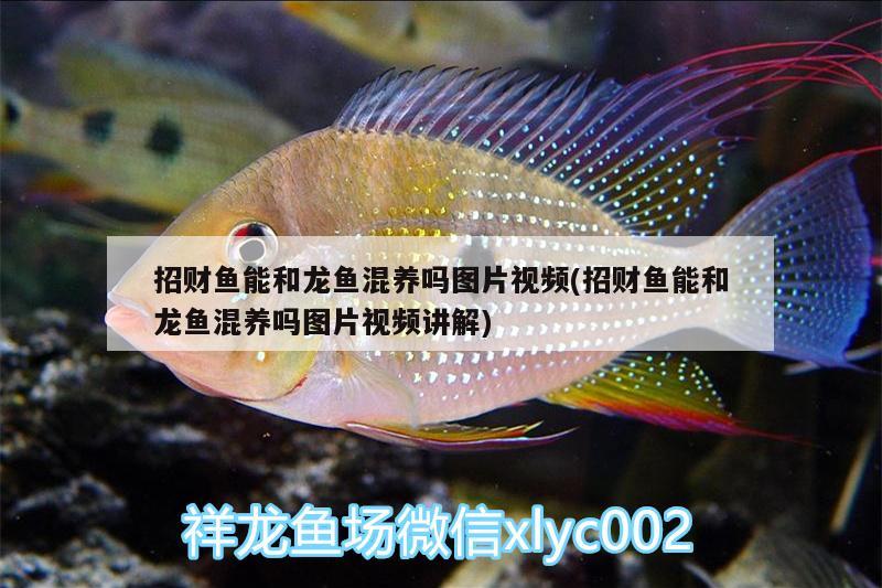 招財魚能和龍魚混養(yǎng)嗎圖片視頻(招財魚能和龍魚混養(yǎng)嗎圖片視頻講解) 杰西卡恐龍魚