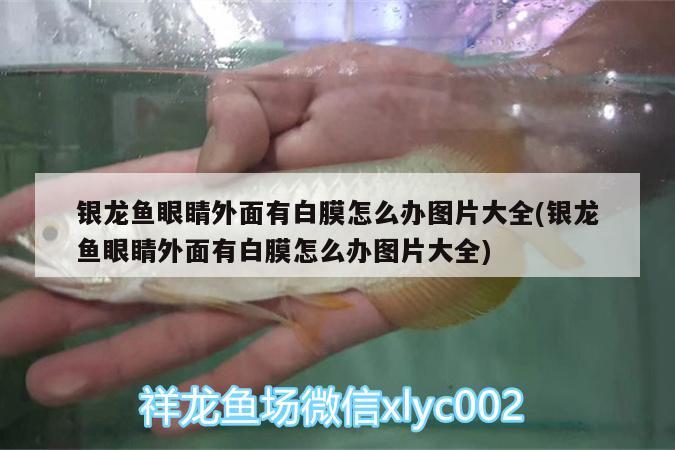 銀龍魚眼睛外面有白膜怎么辦圖片大全(銀龍魚眼睛外面有白膜怎么辦圖片大全) 銀龍魚