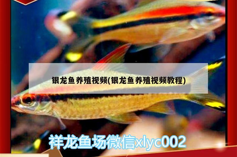 銀龍魚養(yǎng)殖視頻(銀龍魚養(yǎng)殖視頻教程) 銀龍魚百科