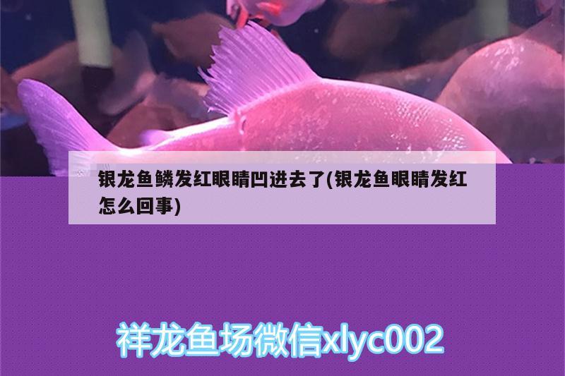 銀龍魚鱗發(fā)紅眼睛凹進(jìn)去了(銀龍魚眼睛發(fā)紅怎么回事) 銀龍魚