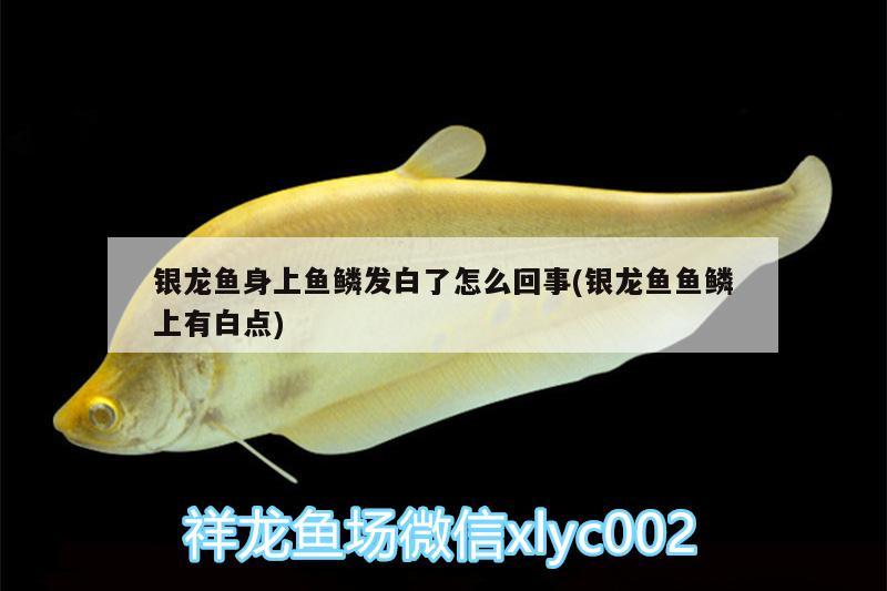 銀龍魚身上魚鱗發(fā)白了怎么回事(銀龍魚魚鱗上有白點(diǎn)) 銀龍魚 第2張