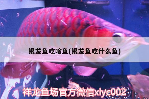 銀龍魚吃啥魚(銀龍魚吃什么魚)