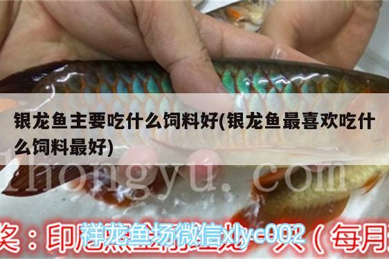 銀龍魚(yú)主要吃什么飼料好(銀龍魚(yú)最喜歡吃什么飼料最好) 銀龍魚(yú)百科