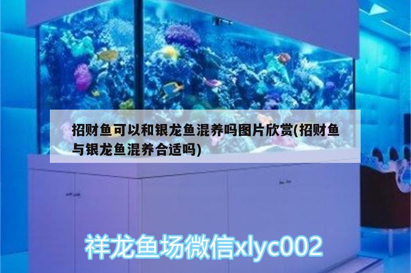 招財魚可以和銀龍魚混養(yǎng)嗎圖片欣賞(招財魚與銀龍魚混養(yǎng)合適嗎) 銀龍魚