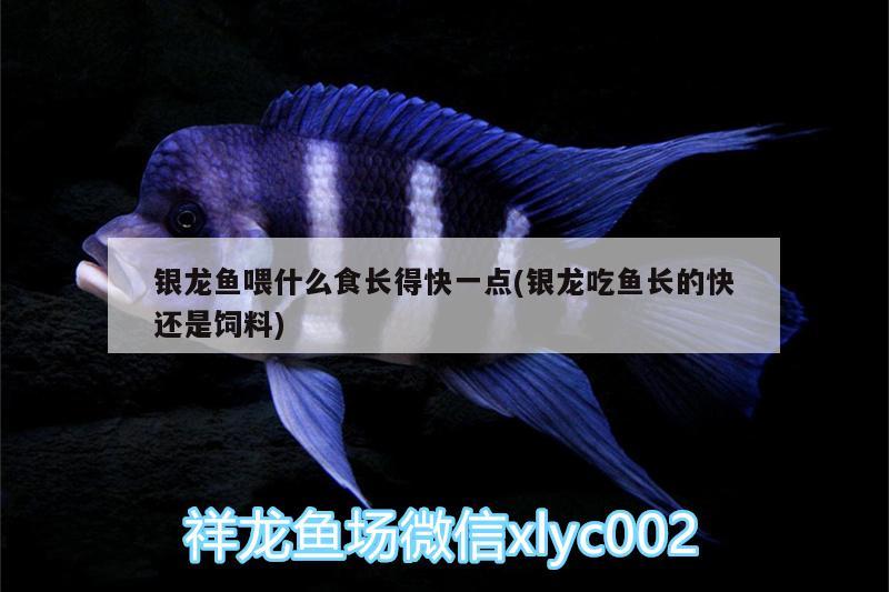 銀龍魚喂什么食長得快一點(diǎn)(銀龍吃魚長的快還是飼料)