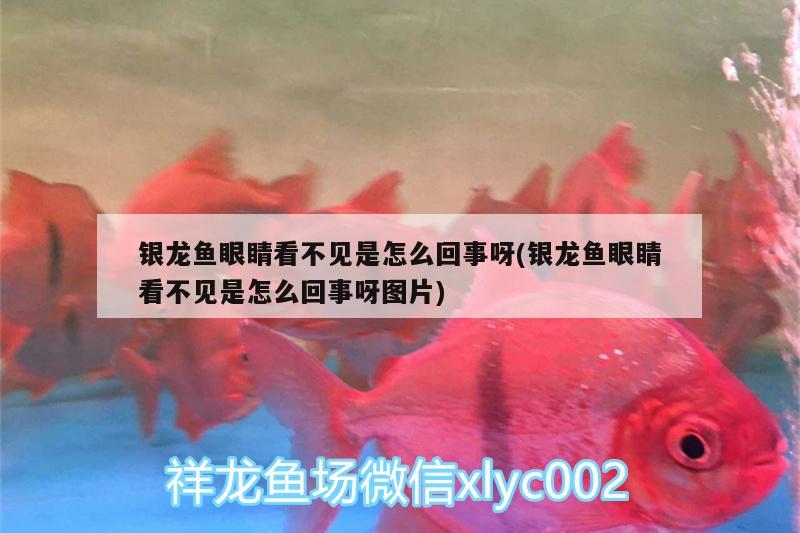 銀龍魚眼睛看不見是怎么回事呀(銀龍魚眼睛看不見是怎么回事呀圖片) 銀龍魚