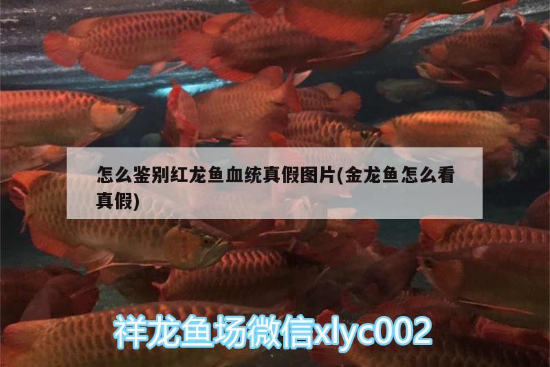 怎么鑒別紅龍魚血統(tǒng)真假圖片(金龍魚怎么看真假) 其他益生菌