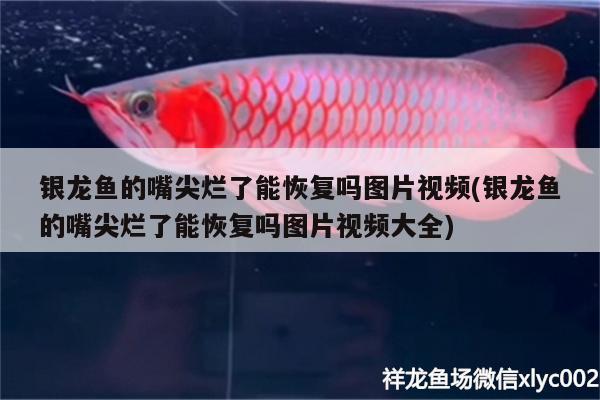 銀龍魚的嘴尖爛了能恢復嗎圖片視頻(銀龍魚的嘴尖爛了能恢復嗎圖片視頻大全)