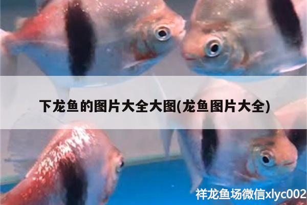 下龍魚的圖片大全大圖(龍魚圖片大全) 水草