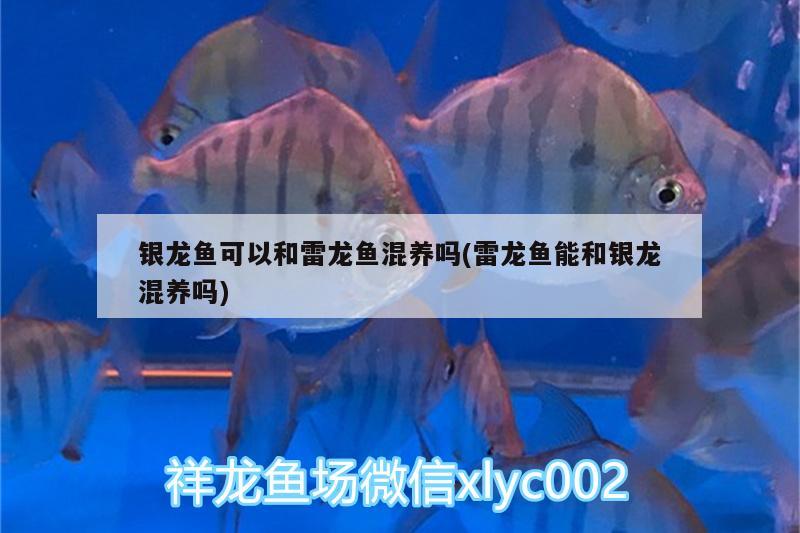 銀龍魚可以和雷龍魚混養(yǎng)嗎(雷龍魚能和銀龍混養(yǎng)嗎) 銀龍魚