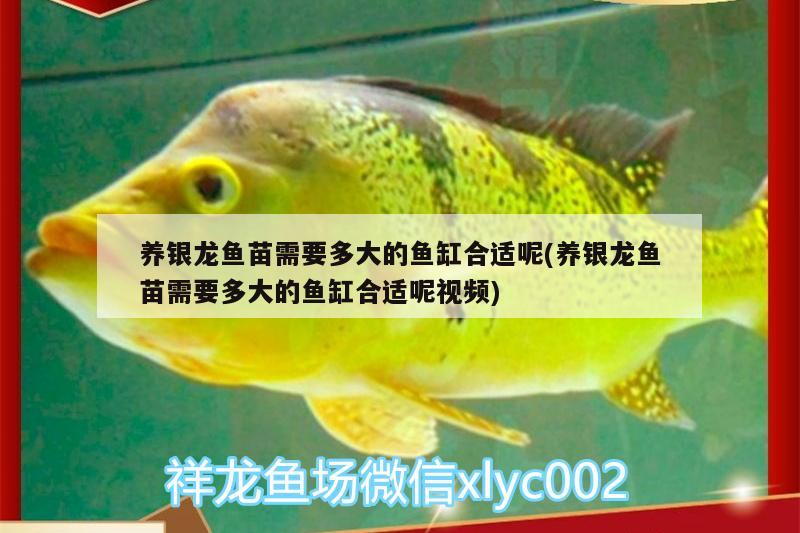 養(yǎng)銀龍魚(yú)苗需要多大的魚(yú)缸合適呢(養(yǎng)銀龍魚(yú)苗需要多大的魚(yú)缸合適呢視頻)