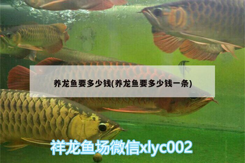 養(yǎng)龍魚要多少錢(養(yǎng)龍魚要多少錢一條)