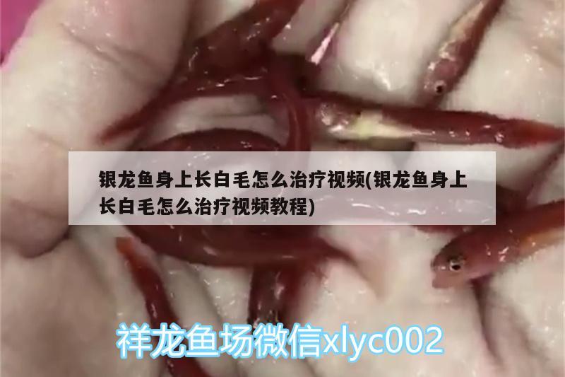 銀龍魚身上長白毛怎么治療視頻(銀龍魚身上長白毛怎么治療視頻教程) 銀龍魚