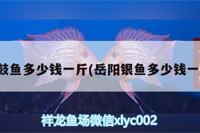 銀鼓魚(yú)多少錢(qián)一斤(岳陽(yáng)銀魚(yú)多少錢(qián)一斤) 黑帝王魟魚(yú)