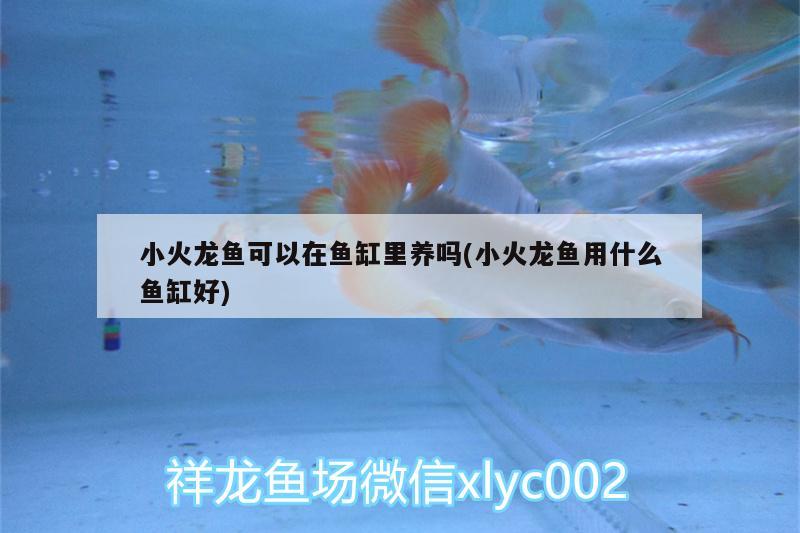 小火龍魚可以在魚缸里養(yǎng)嗎(小火龍魚用什么魚缸好) 噴點(diǎn)菠蘿魚