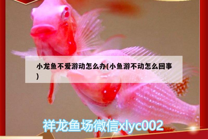 小龍魚不愛游動怎么辦(小魚游不動怎么回事)