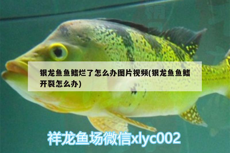 銀龍魚魚鰭爛了怎么辦圖片視頻(銀龍魚魚鰭開裂怎么辦)