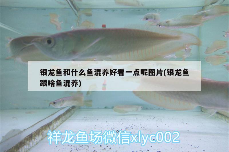 銀龍魚和什么魚混養(yǎng)好看一點(diǎn)呢圖片(銀龍魚跟啥魚混養(yǎng)) 銀龍魚