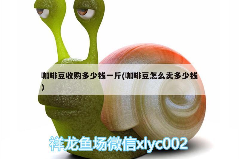 咖啡豆收購多少錢一斤(咖啡豆怎么賣多少錢)