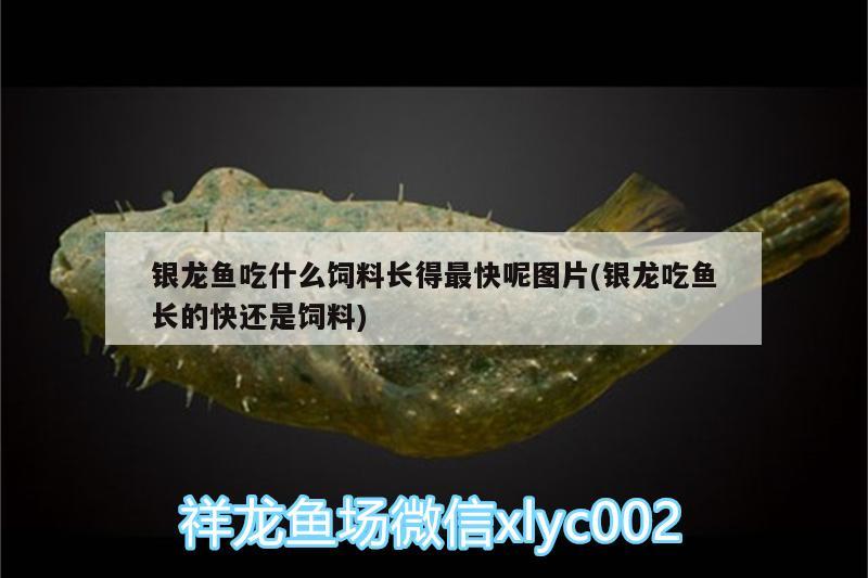 銀龍魚吃什么飼料長得最快呢圖片(銀龍吃魚長的快還是飼料)