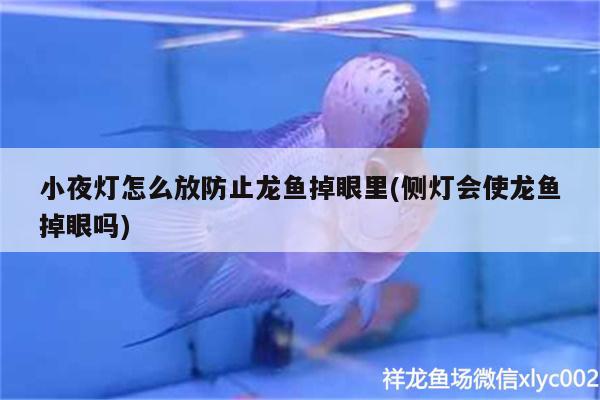 小夜燈怎么放防止龍魚掉眼里(側(cè)燈會(huì)使龍魚掉眼嗎)