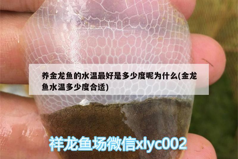 養(yǎng)金龍魚的水溫最好是多少度呢為什么(金龍魚水溫多少度合適) 鸚鵡魚