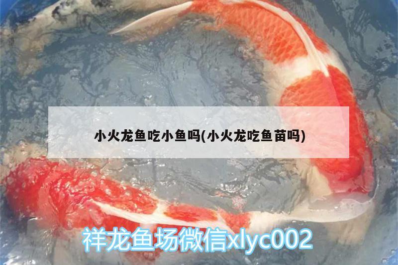 小火龍魚吃小魚嗎(小火龍吃魚苗嗎) 蘇虎