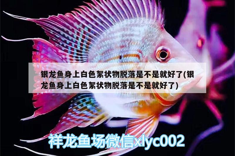 銀龍魚身上白色絮狀物脫落是不是就好了(銀龍魚身上白色絮狀物脫落是不是就好了)