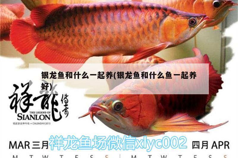 銀龍魚和什么一起養(yǎng)(銀龍魚和什么魚一起養(yǎng)好) 銀龍魚百科