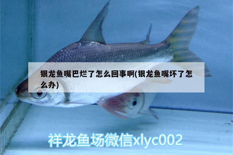 銀龍魚嘴巴爛了怎么回事啊(銀龍魚嘴壞了怎么辦)