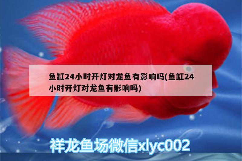 魚缸24小時開燈對龍魚有影響嗎(魚缸24小時開燈對龍魚有影響嗎)