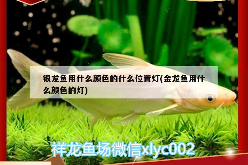 銀龍魚用什么顏色的什么位置燈(金龍魚用什么顏色的燈)