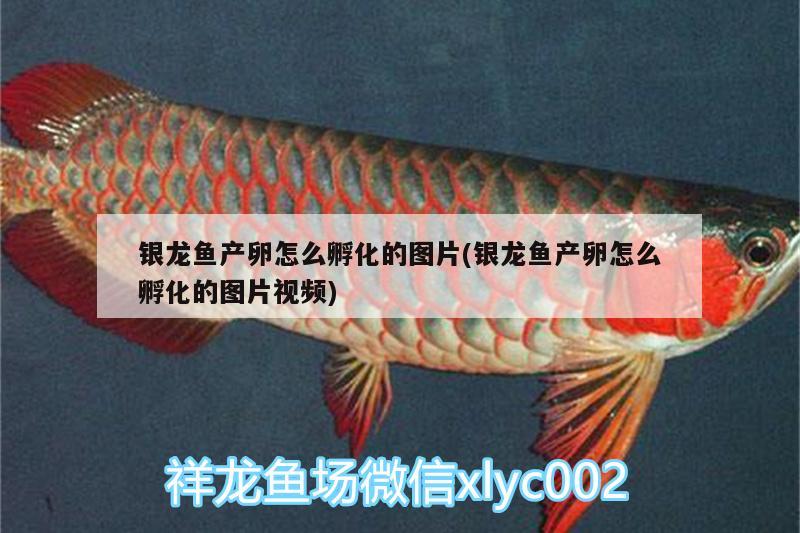 銀龍魚產(chǎn)卵怎么孵化的圖片(銀龍魚產(chǎn)卵怎么孵化的圖片視頻) 銀龍魚