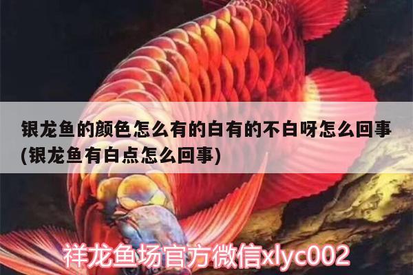 銀龍魚的顏色怎么有的白有的不白呀怎么回事(銀龍魚有白點(diǎn)怎么回事) 銀龍魚百科