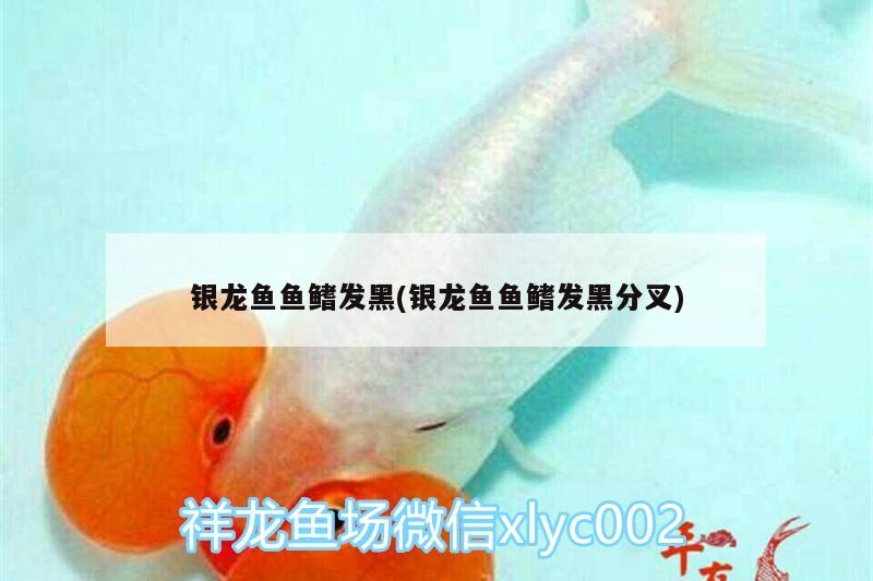 銀龍魚魚鰭發(fā)黑(銀龍魚魚鰭發(fā)黑分叉) 銀龍魚