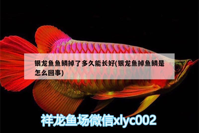 銀龍魚魚鱗掉了多久能長好(銀龍魚掉魚鱗是怎么回事) 銀龍魚百科