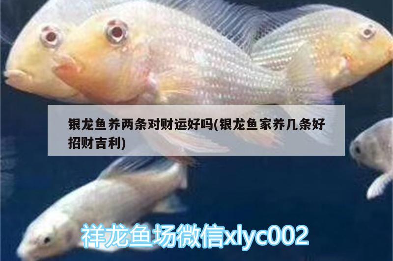 銀龍魚養(yǎng)兩條對財運好嗎(銀龍魚家養(yǎng)幾條好招財吉利)