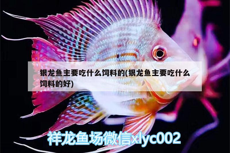 銀龍魚主要吃什么飼料的(銀龍魚主要吃什么飼料的好) 銀龍魚百科