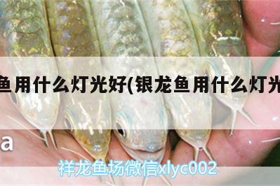 銀龍魚用什么燈光好(銀龍魚用什么燈光好養(yǎng)) 銀龍魚百科