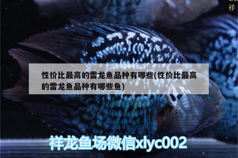 性價(jià)比最高的雷龍魚品種有哪些(性價(jià)比最高的雷龍魚品種有哪些魚)