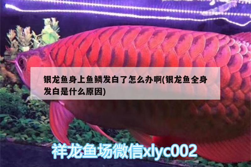 銀龍魚(yú)身上魚(yú)鱗發(fā)白了怎么辦啊(銀龍魚(yú)全身發(fā)白是什么原因) 銀龍魚(yú)百科