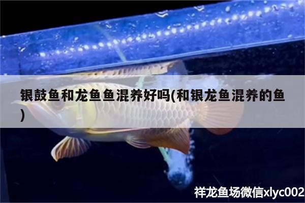 銀鼓魚和龍魚魚混養(yǎng)好嗎(和銀龍魚混養(yǎng)的魚) 銀龍魚百科