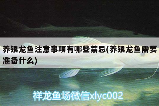 養(yǎng)銀龍魚注意事項有哪些禁忌(養(yǎng)銀龍魚需要準備什么)