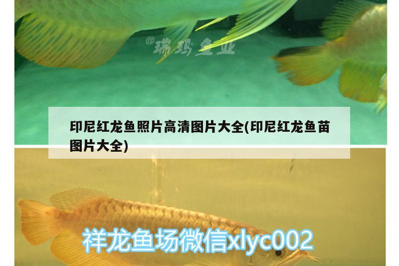 印尼紅龍魚照片高清圖片大全(印尼紅龍魚苗圖片大全)