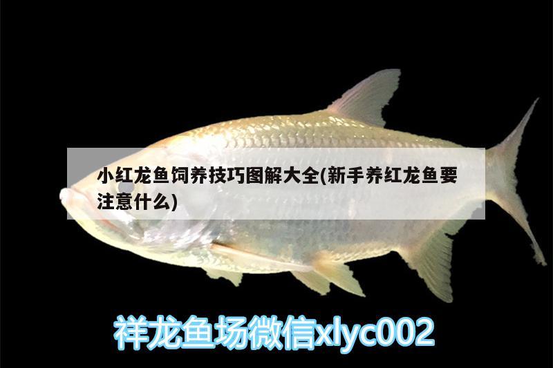 小紅龍魚飼養(yǎng)技巧圖解大全(新手養(yǎng)紅龍魚要注意什么) 朱巴利魚