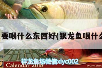 銀龍魚(yú)要喂什么東西好(銀龍魚(yú)喂什么最好)