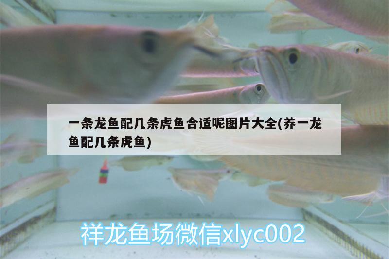 一條龍魚配幾條虎魚合適呢圖片大全(養(yǎng)一龍魚配幾條虎魚)