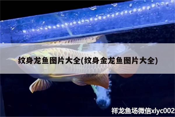 紋身龍魚圖片大全(紋身金龍魚圖片大全)